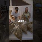 Lows Mids Exotics Za